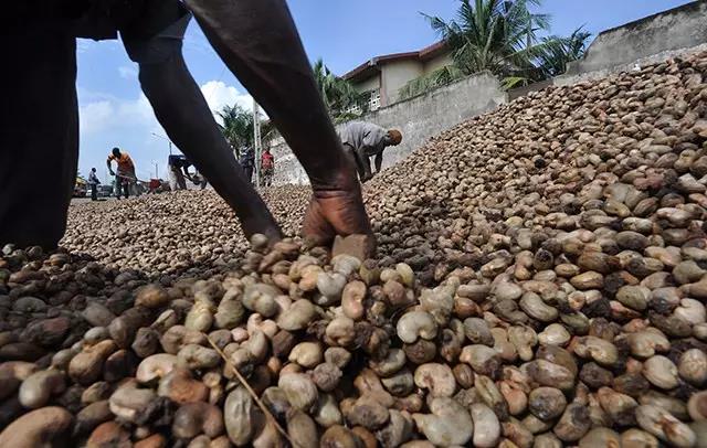 Cashew nut origin