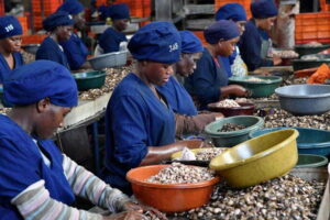 Cashew nut processing plant