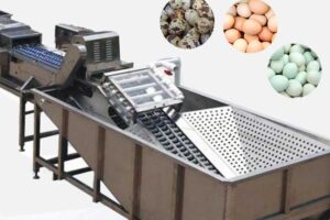 Industrial egg washing machine