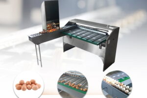 Automatic egg grading sorting machine