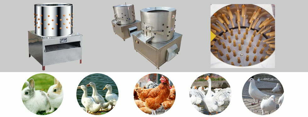 Chicken plucking machine application